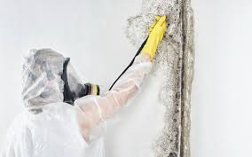 Best Mold Remediation for Healthcare Facilities  in Logan, IA